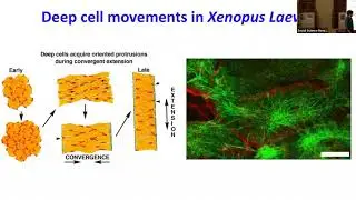 Convergent Extension Modeling 1
