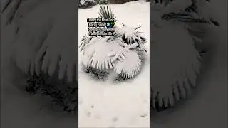 One of the Most Cold-Hardy Palms! ❄️🌴