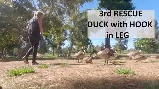 Catch a goose!  Two Rescued with Fishing Line tangled on Both Legs, 1 DUCK with HOOK in Leg!