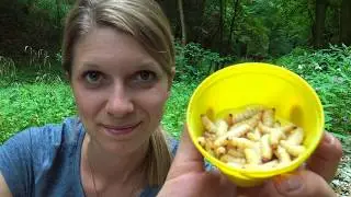 Facts about insects survival food - The ultimate maggot burger