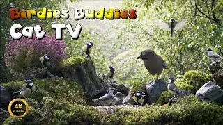 Cat TV for cats to watch |NO ADS| 🐈 -  BIRD FOREST 🦜🌿 (4K)