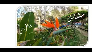 Pipinières  Beni  Mellal  2020  لنتعرف على بعض  أنواع النباتات بمشاتل بني ملال