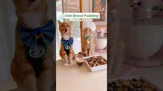 Irish Bread Pudding with Irish Coffee #stpatricksday #cats #cutecats