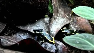 Dendrobates Tinctorious Alanis Eating
