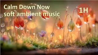 Calm Down Now | Macro Rain Garden + Soft Ambient Music (No Sudden Sounds) &mdash; 1 Hour
