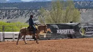 HARVEY - Trail Course @PremierMuleSale 2024 - Wild Bunch Mule Co