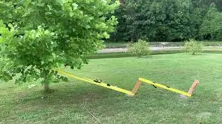 How to straighten a tree