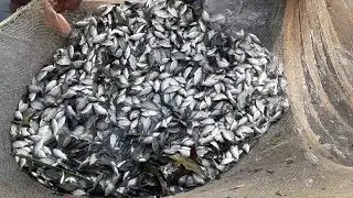 Using Fishing Net And Catch Tilapia Fish