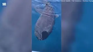 Two EXTREMELY rare megamouth sharks captured on video off the coast of San Diego by fishermen