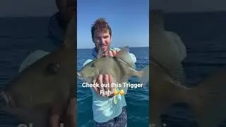 Unique Feature of a trigger fish check it out!!