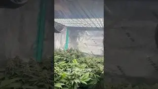 Vivosun Pro 4x4 Grow Tent + Growers Choice 750W Light | Grow Room #HomeGrow #Vivosun #GrowTent