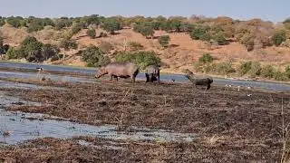 Hippos, one with mouth wide open. Chobe National Park, Botswana, Africa.