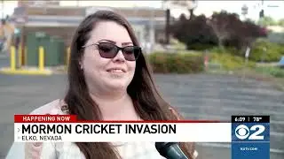 Cricket invasion in in Elko, Nevada