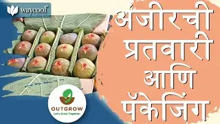 Fig grading and packaging (अंजीरची प्रतवारी आणि पॅकेजिंक)