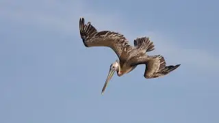DIVING BROWN PELICANS HUNTING FISH WITH GREAT SKILL