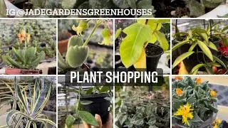 Plant shopping @ Jade Gardens & Greenhouses ( succulents, Hoya, Jade plants)