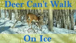 Deer Can't Walk On Ice. This Last Ice Storm Will Decimate The Whitetail Deer Herd In WV