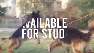 Name of Quality - Best Breeder in Pakistan - True Breeders
