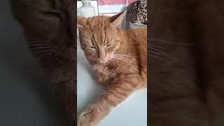 Purrr Zen- Machine Badem.