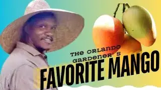 The Orlando Gardener's Favorite Mango