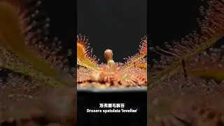 洛弗麗毛氈苔 Drosera spatulata 'lovellae'