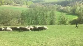 Schafherden Abtrieb