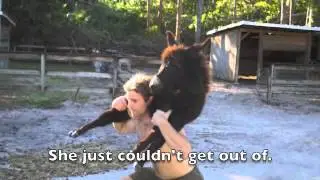A Bad Donkey