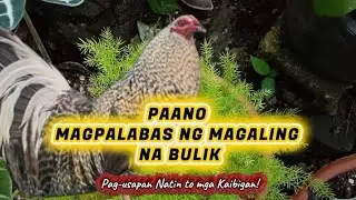 PAANO MAGPALABAS NG MAGALING NA BULIK? #backyardfarming 
