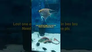 #discusfish #fishkeeping #discus #pair #fish @paulcuffaro @NickBingo