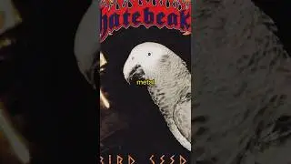 Солист этой группы &mdash; попугай 🦜
