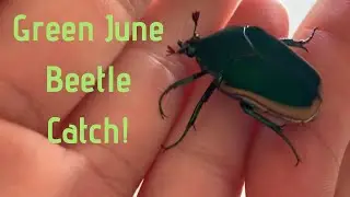 Green June Beetle Catch!