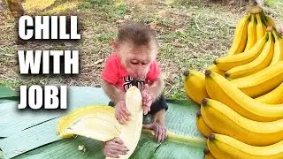 A Peaceful Afternoon At The Farm | Dad HUNG And Monkey JOBI Rest And Eat Fruit
