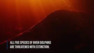 Protecting the Endangered Dolphins of the Amazon