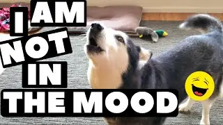 WFH MilSpouse Life With a Moody Husky, Slow Mail and Soldier With No Schedule | 20.07.07-08