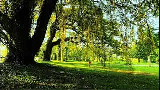 Walking around University of Peradeniya in the blooming season (2021)
