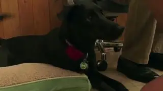 Teaser:  Dog Memory Maze