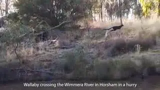 Wallaby swimming across the Wimmera River in Horsham