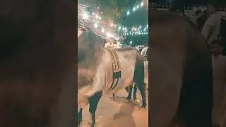 JDC Black Bull 3 Feet Horns Bakra Eid 2024 Foundation