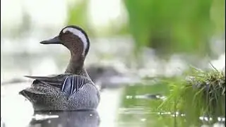 Garganey  Spatula querquedula