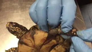 PUScam!! Wild @ Heart Rescue Tortoise Recheck 20