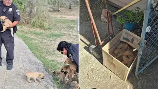 &lsquo;A heartbreaking trend&rsquo;: Animal Care Services finds 20 abandoned puppies in 1 week