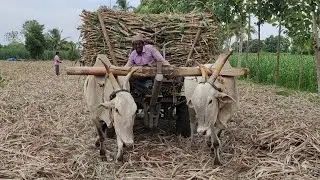 Bullockcart heavy load video | Bullockcart heavy racing video| cow videos | Bullock for sale | Bull