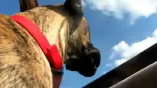 Forest the Great Dane head out of sunroof