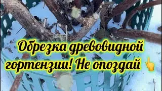 4.02.2026 г. Обрезка древовидной гортензии! Успей до сокодвижения✂️🪴