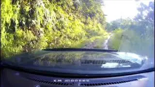 Babi Hutan Besar
