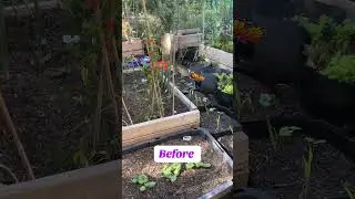 2 weeks after using root enhancer/ mycorrhizae on my vegetable plants #mycorrhiza #gardening
