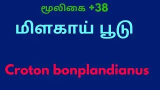 மிளகாய்பூடு மூலிகை|Croton bonplandianus|milakaai poondu herbal plant|
