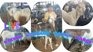 Kalyan kongaon Bakra Mandi Tuesday latest update 21/10/2025