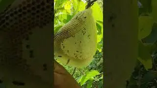 Harvesting natural honey from the forest using traditional and ancient methods. #catch #bee #bees