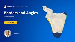Scapula Anatomy | Borders and Angles | Upper Limb Bones | V-Learning&trade;